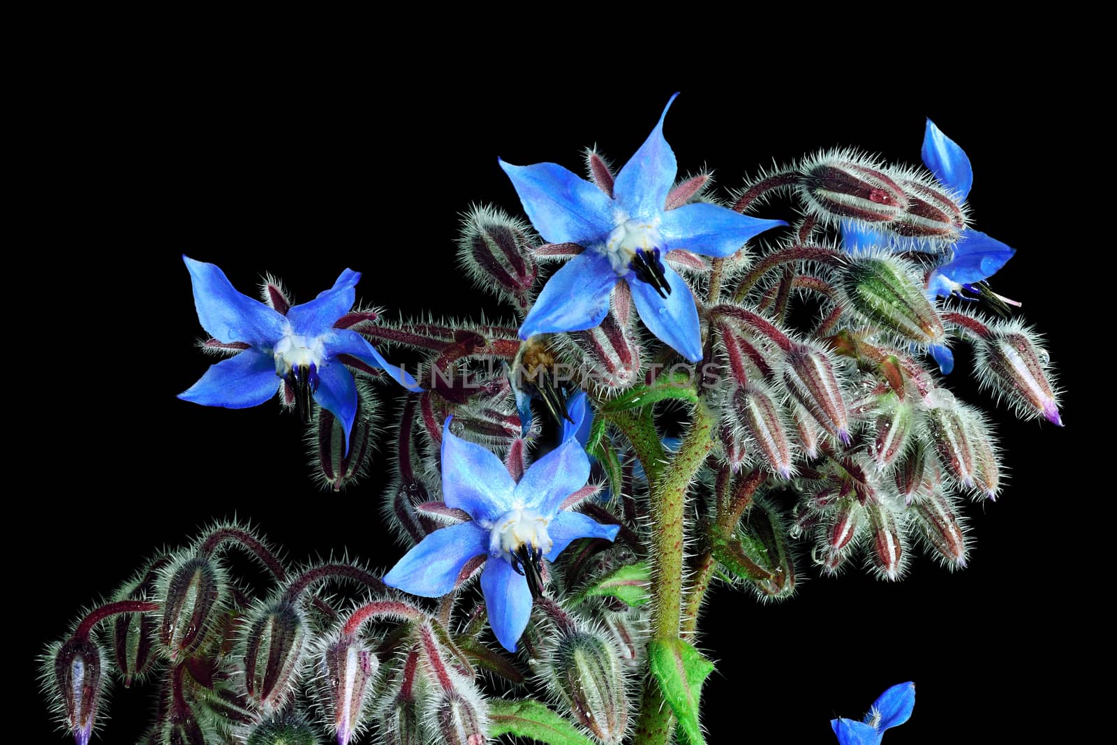 Beautifully presented and photographed flower portraits in close up against a white background..