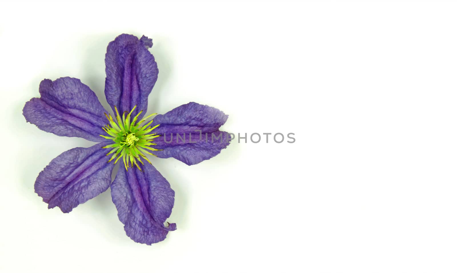 Beautiful and vibrantly colorful Flower Portraits  by george_stevenson