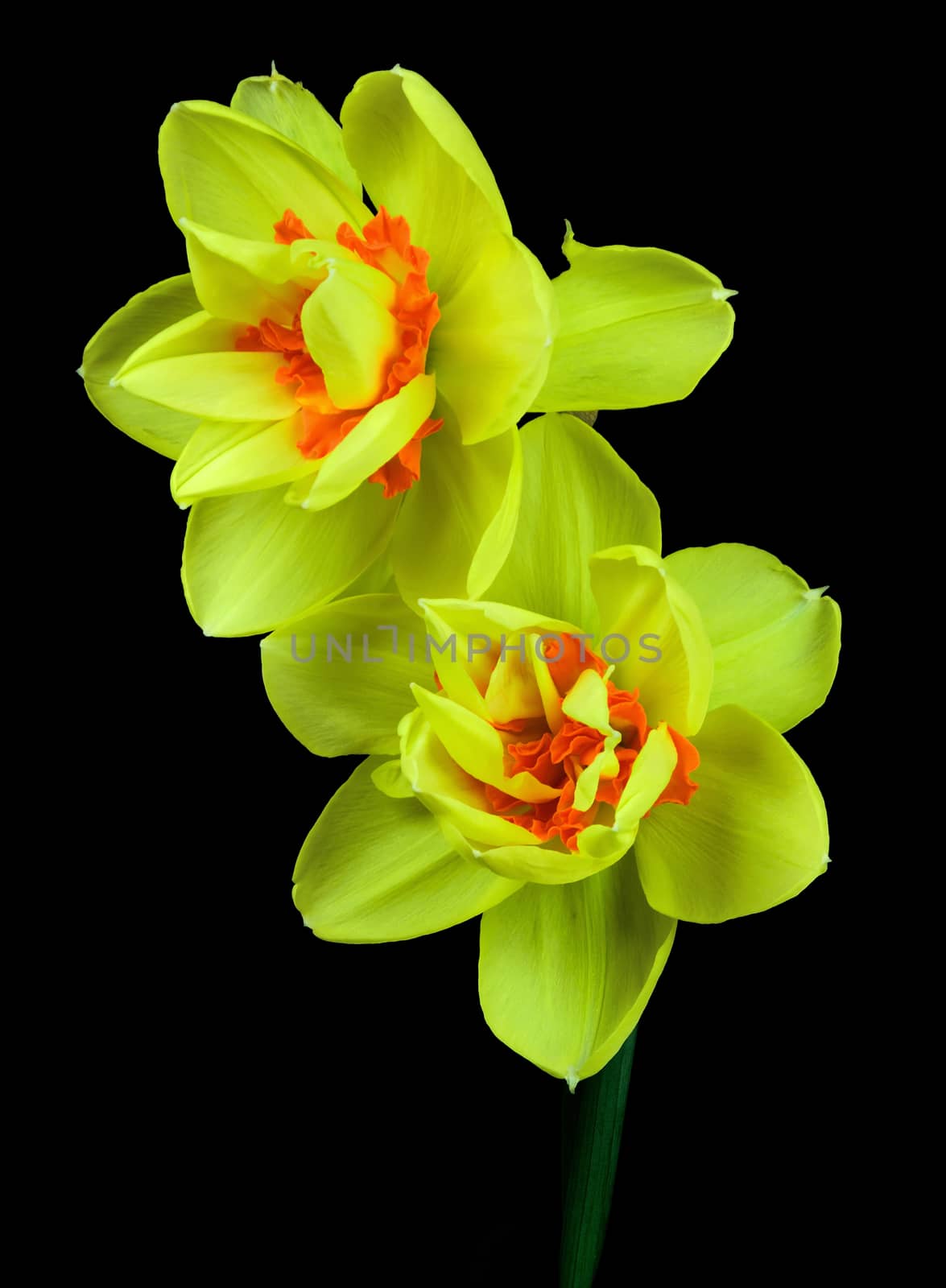 Beautifully presented and photographed flower portraits in close up against a white background..