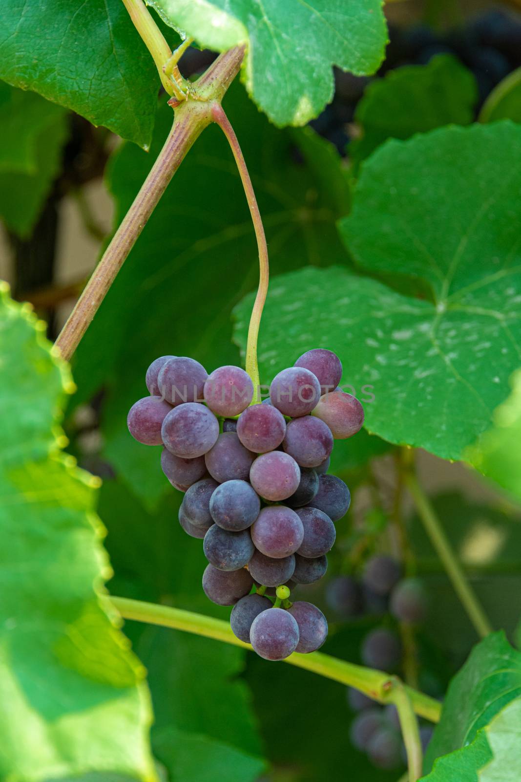 Fascicle red grape growing among the leaves. Vine branch with racemules of red grape