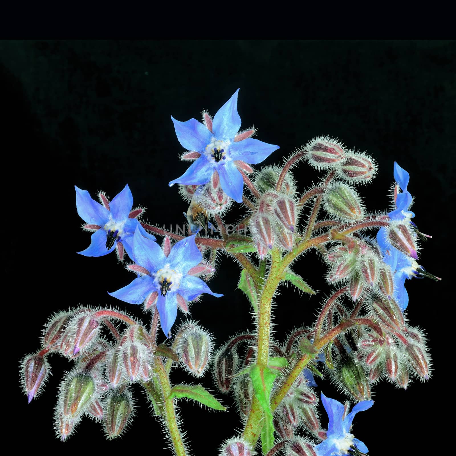 Beautifully presented and photographed flower portraits in close up against a white background..