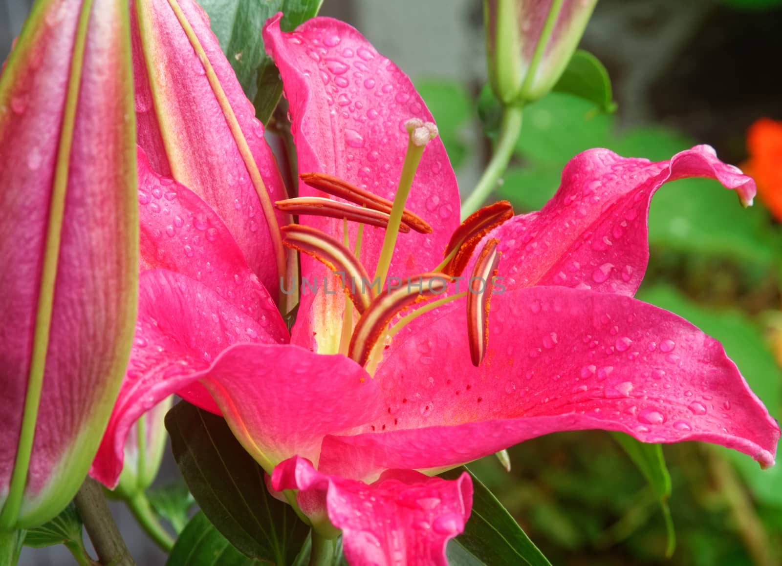 Beautiful and vibrantly colorful Flower Portraits  by george_stevenson