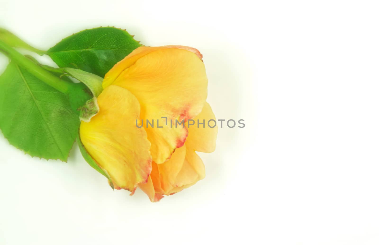 Beautifully presented and photographed flower portraits in close up against a white background..