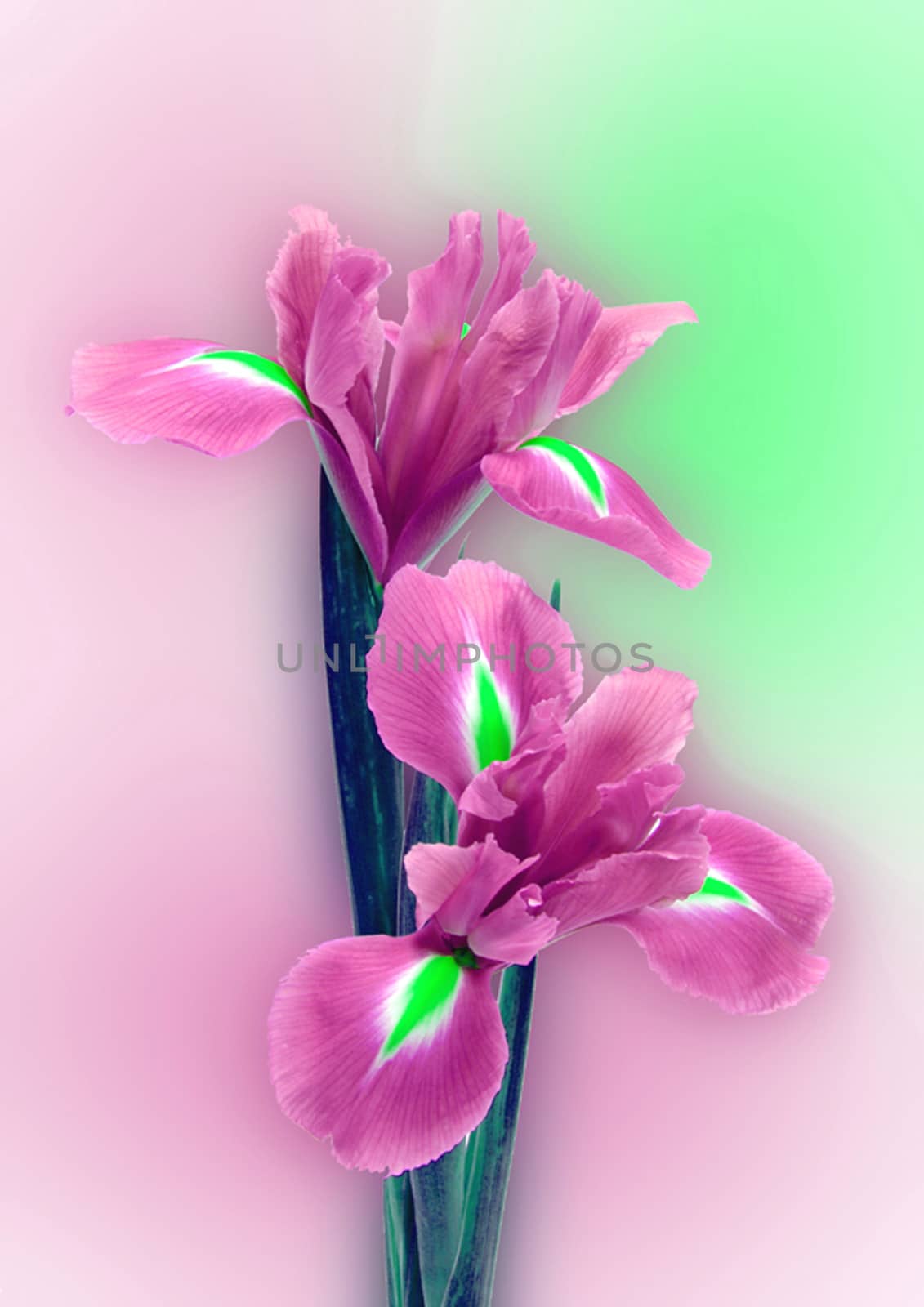 Beautifully presented and photographed flower portraits in close up against a white background..