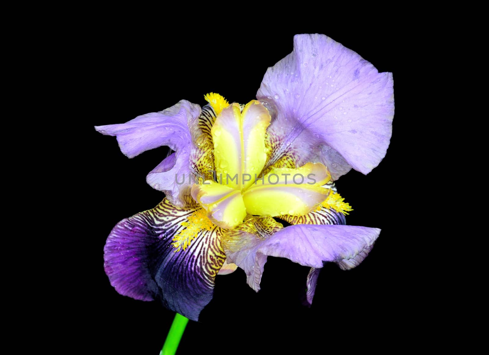 Beautifully presented and photographed flower portraits in close up against a white background..