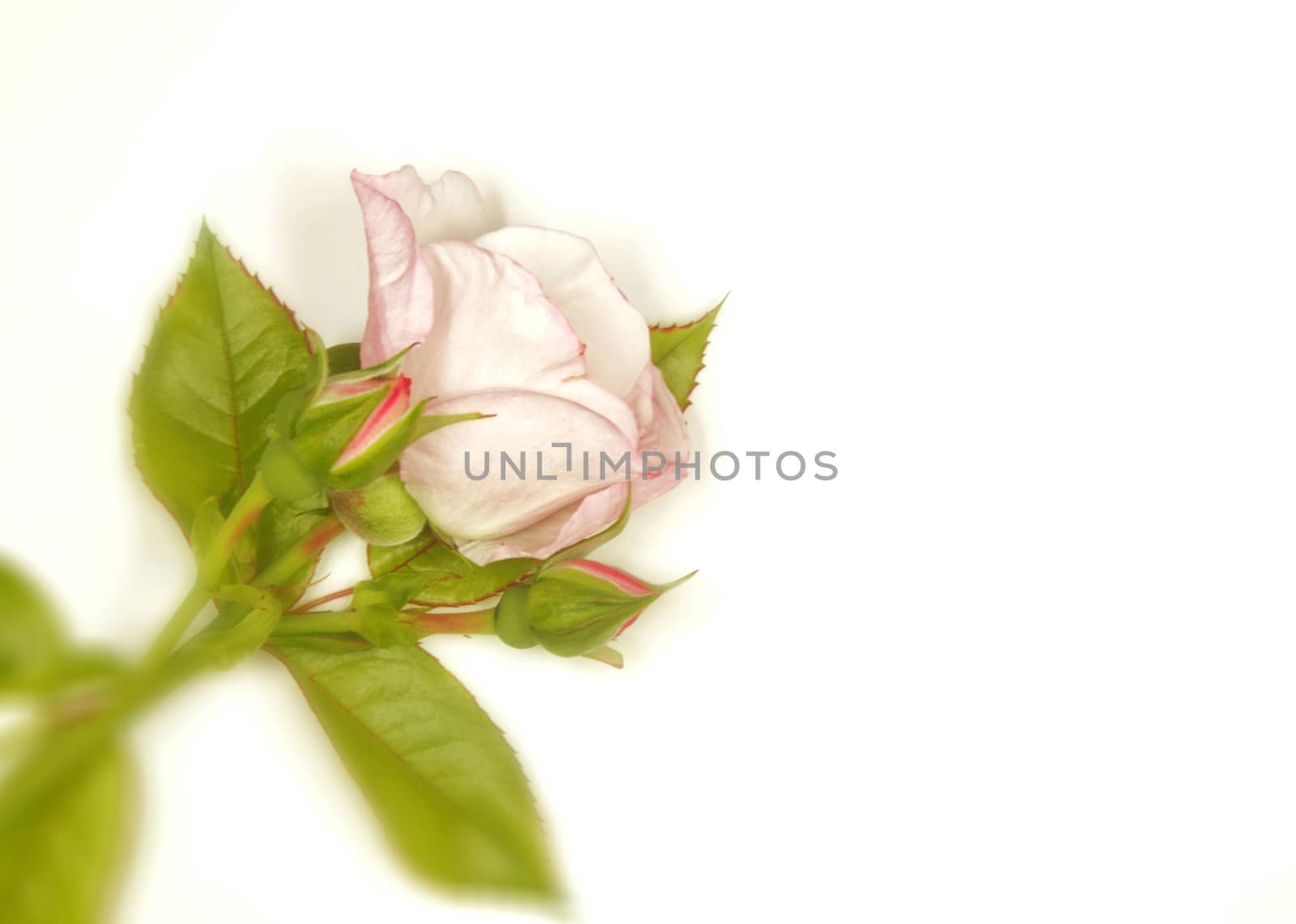 Beautifully presented and photographed flower portraits in close up against a white background..