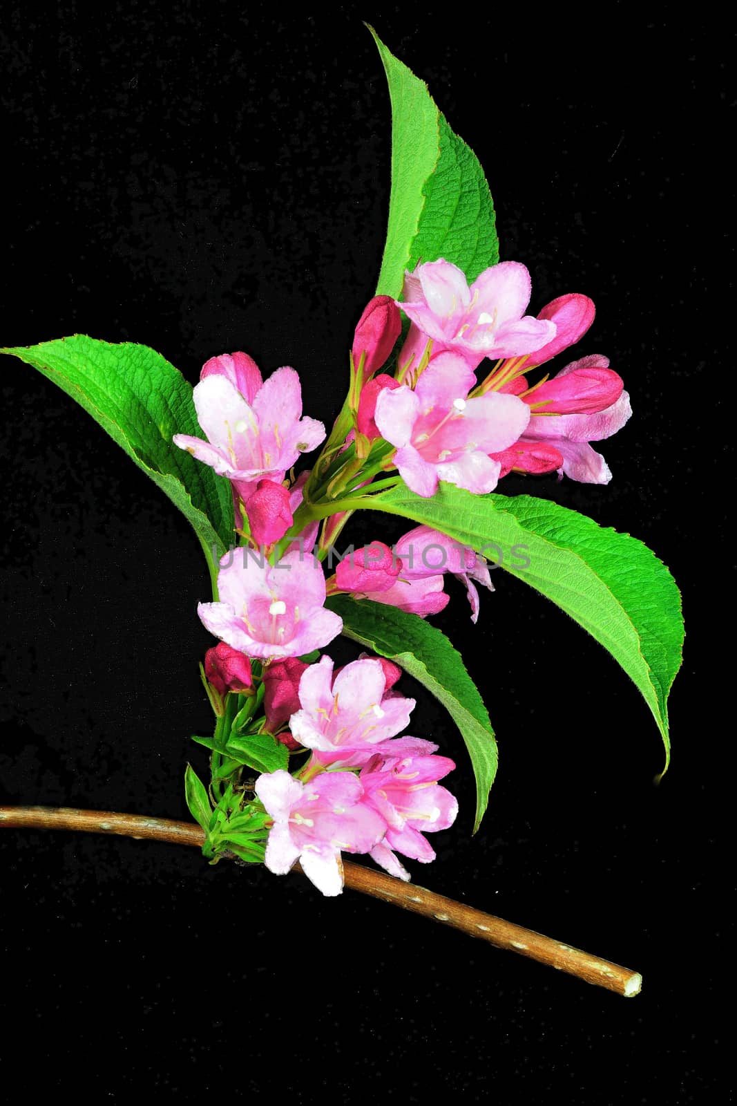 Beautifully presented and photographed flower portraits in close up against a white background..