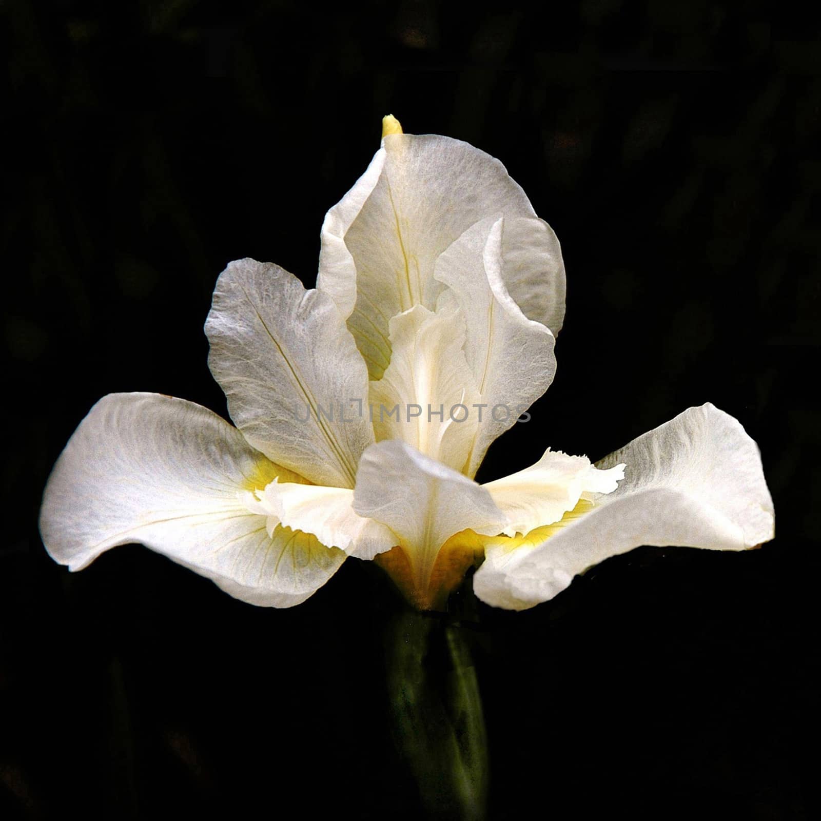 Beautifully presented and photographed flower portraits in close up against a white background..