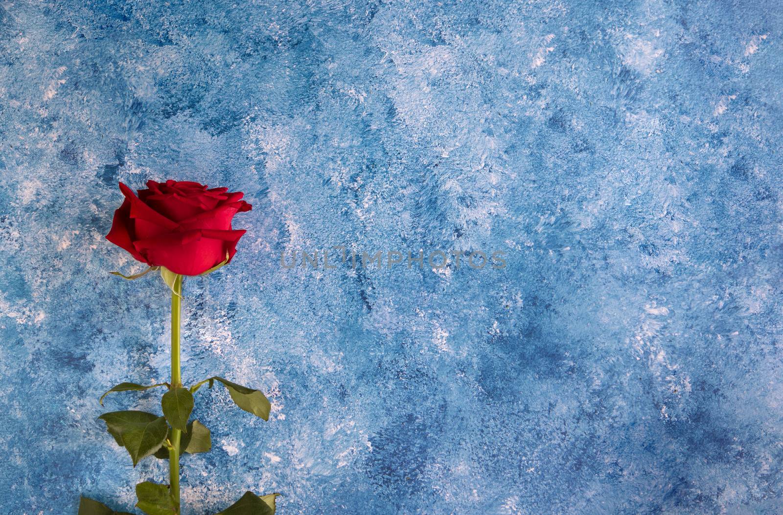 A beautiful single blooming red rose on blue and white acrylic background.