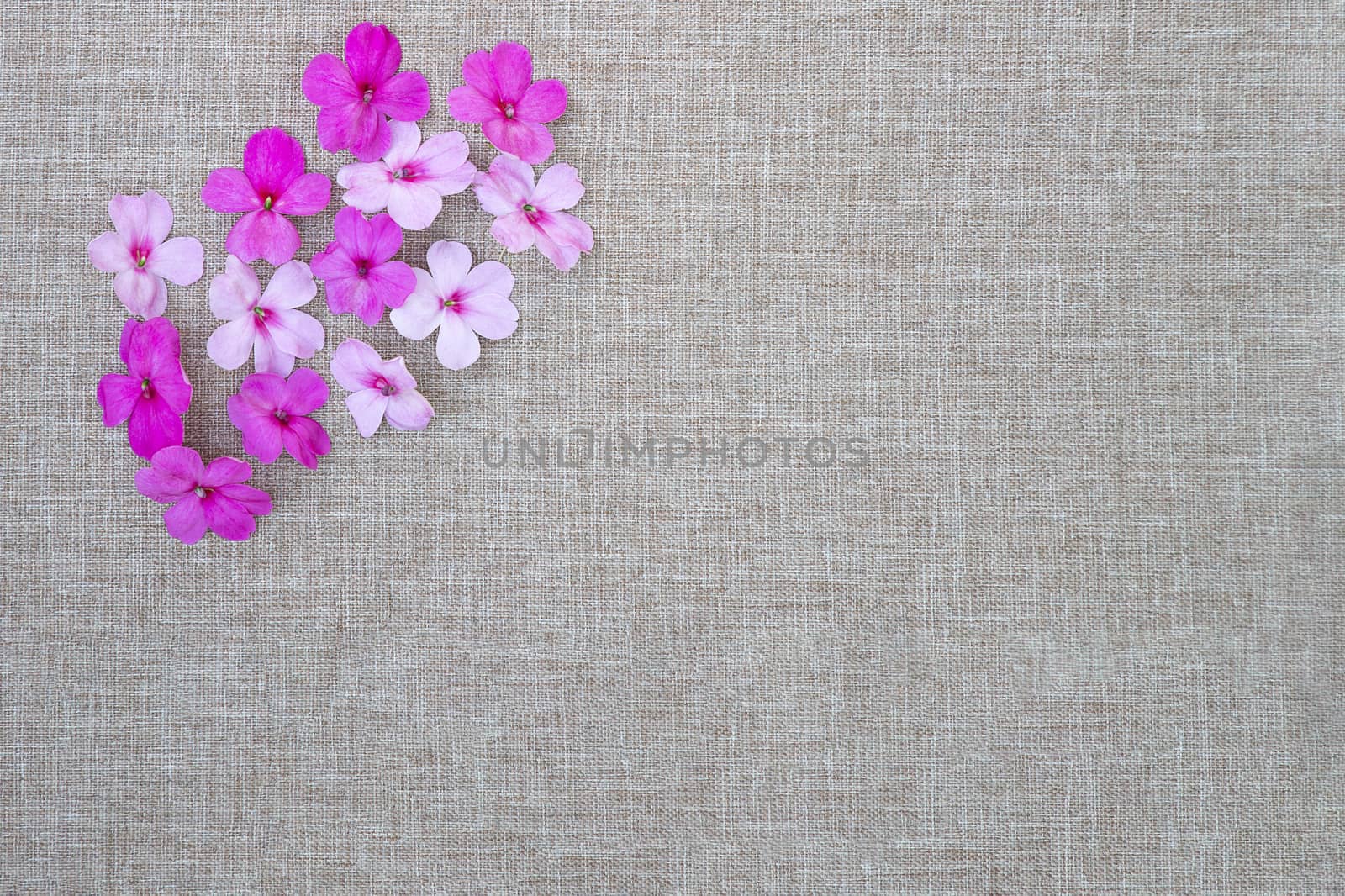 Group of pink impatiens closeup. Small summer flowers with shades of pink. Flat lay. Directly above view. Flowers background.