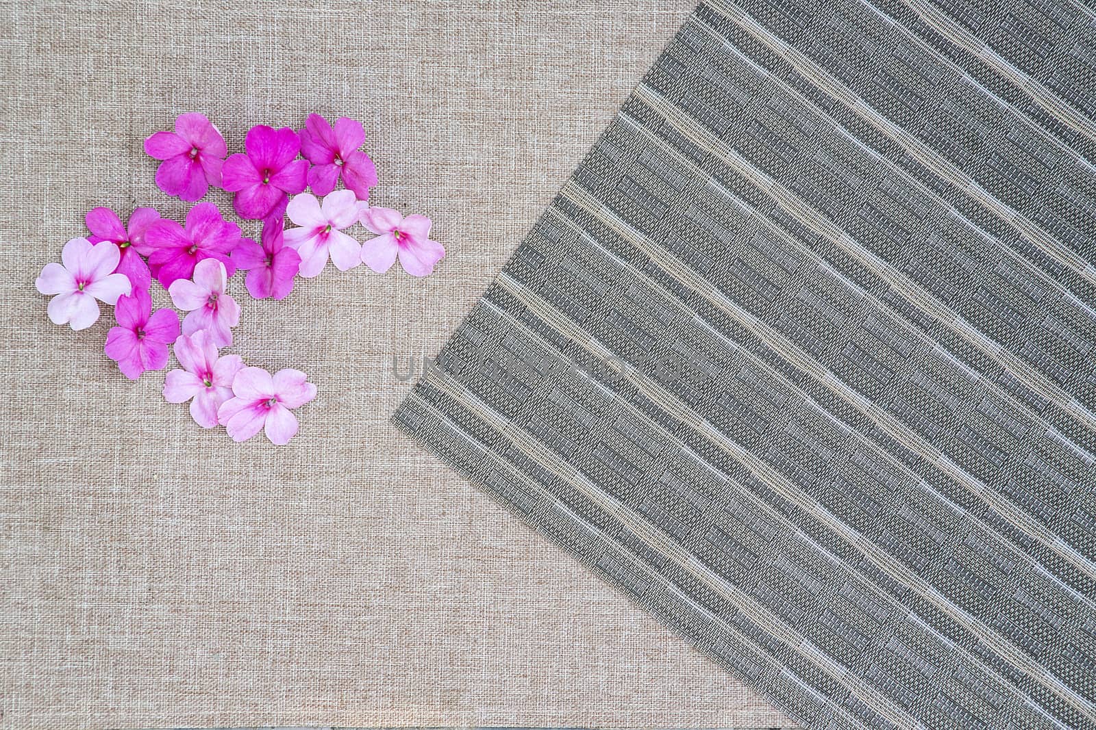 Group of pink impatiens closeup. Small summer flowers with shades of pink. Flat lay. Directly above view. Flowers background.