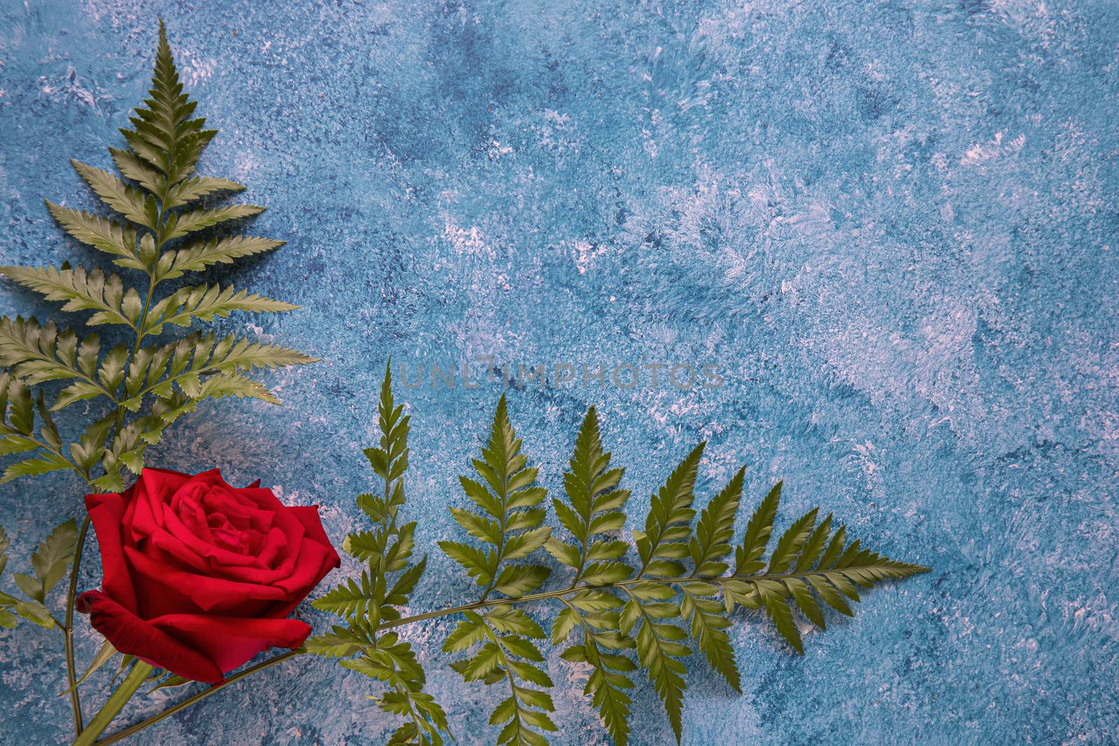 A beautiful single blooming red rose and green ferns on blue and white acrylic background.