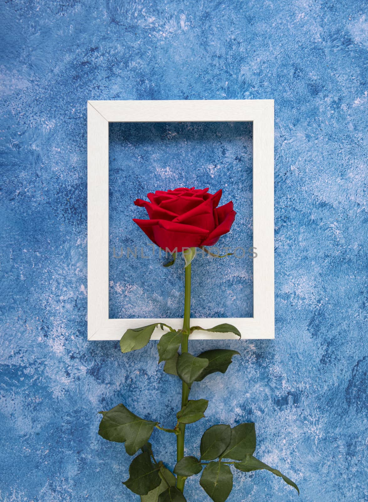 A beautiful blooming red rose in front of a white wooden frame on a blue and white acrylic paint background. Flat lay design.