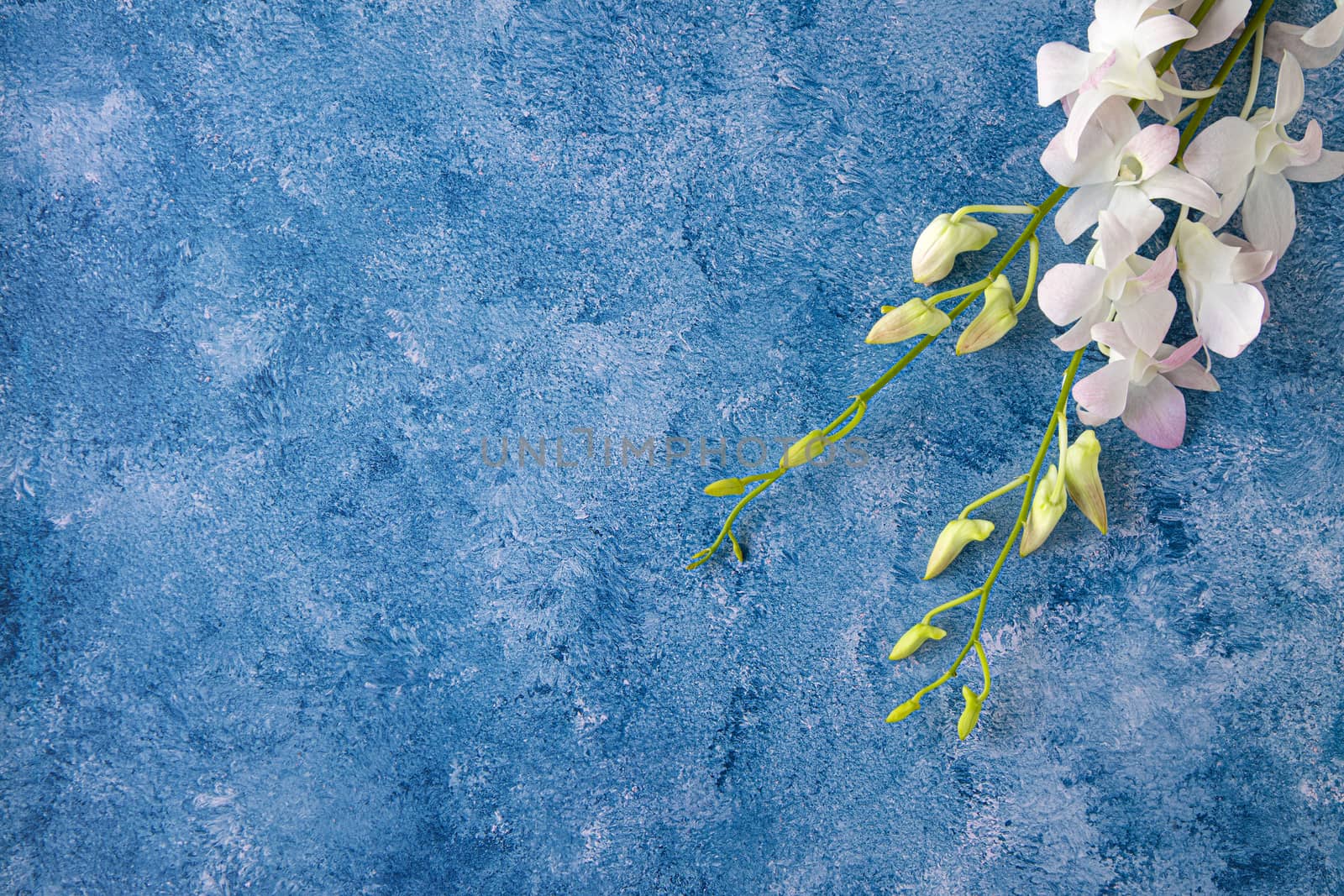 A bouquet of soft pink tropical, orchids on a blue and white acrylic paint background. Top view, flat lay with copy space.