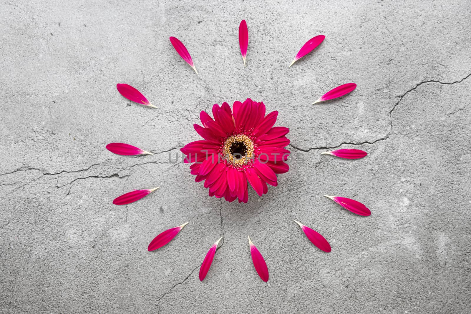 A bright red gerbera daisy with red petals circular patterns on a cracked concrete background .