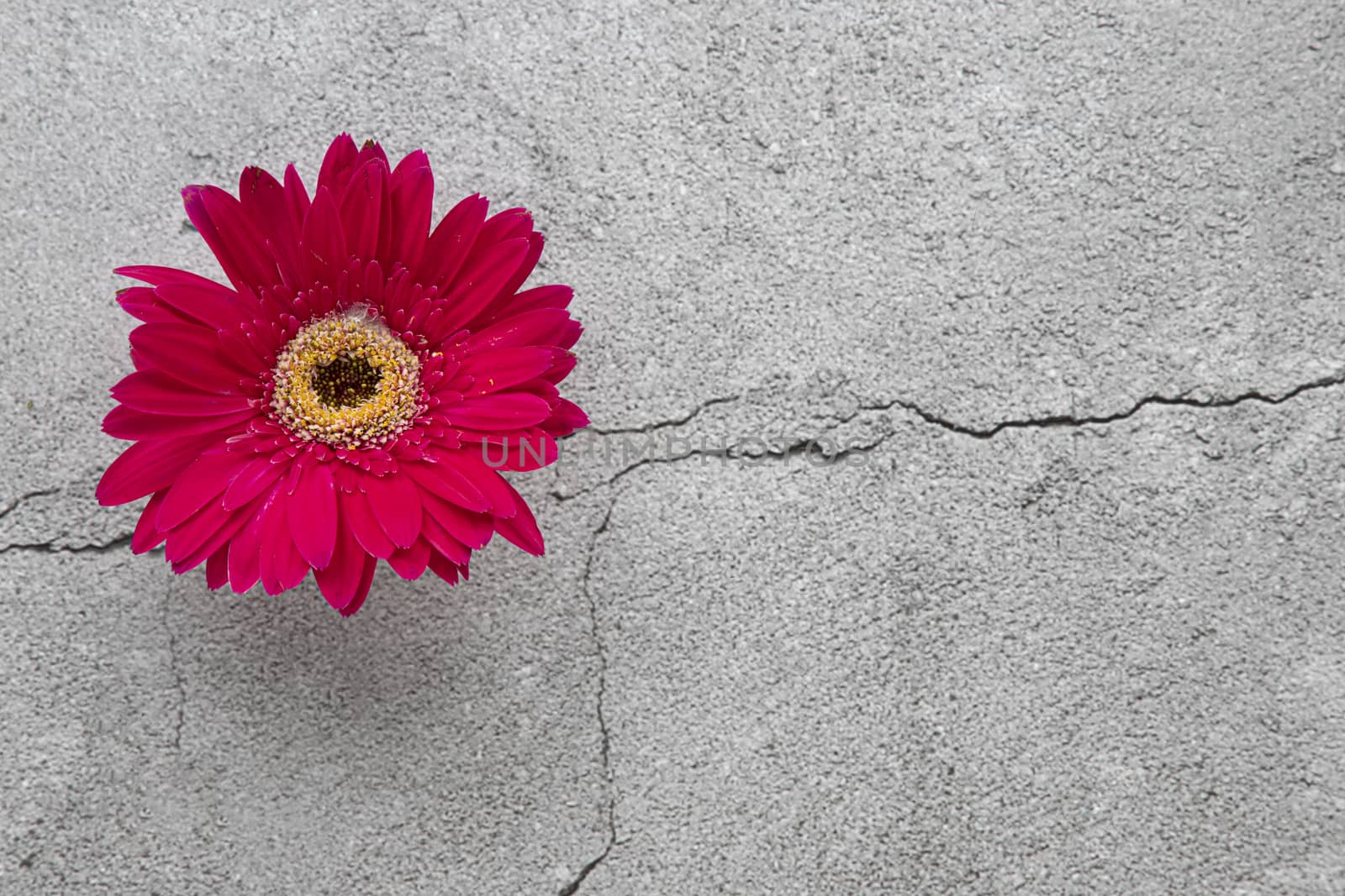 Bright red gerbera on grey concrete background by Nawoot
