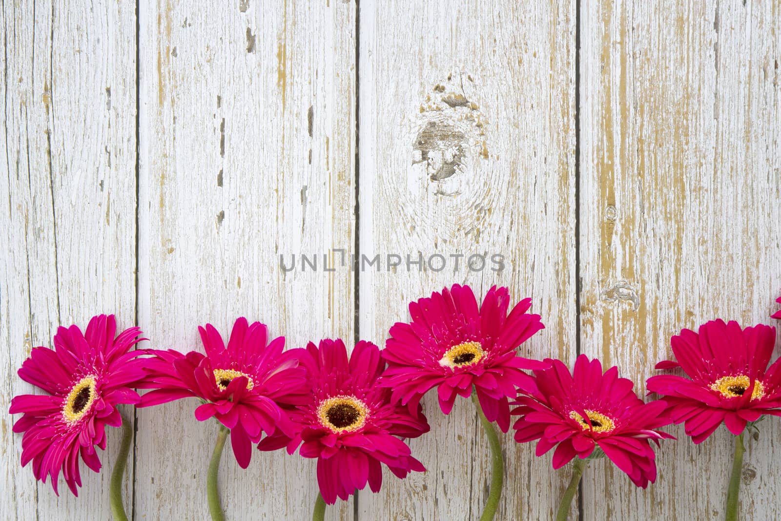 Bright red blooming gerbera flowers on light brown wooden background. Closeup, top view with copyspace.