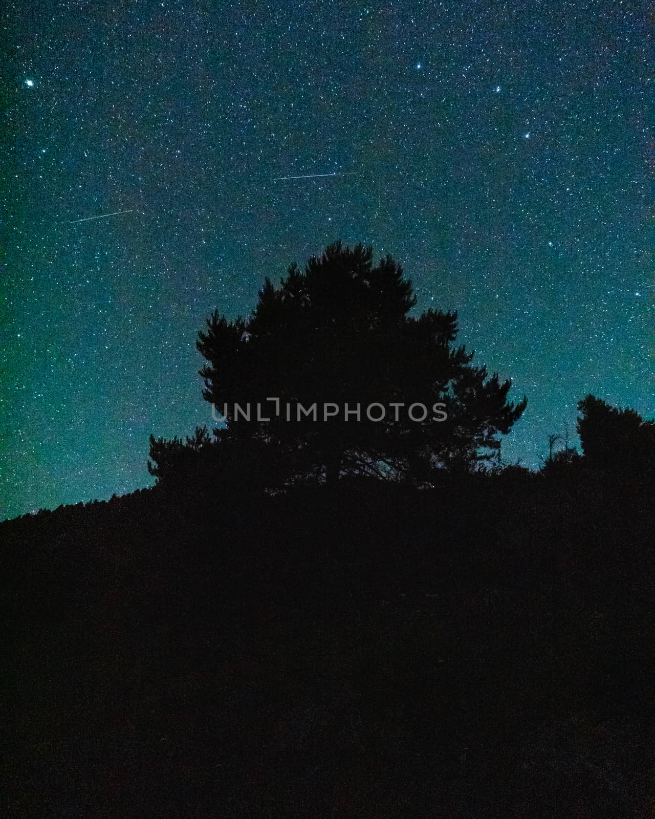 Night photography of a tree with many stars in the background and two shooting stars.