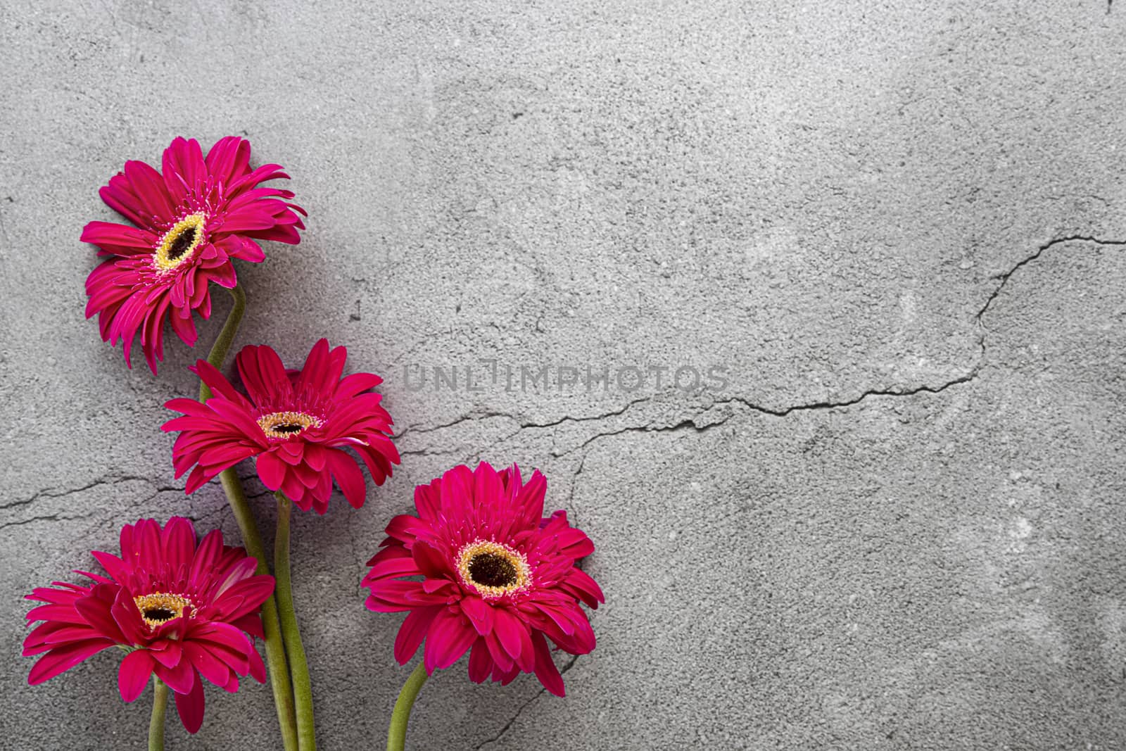Bright red gerbera on grey concrete background by Nawoot