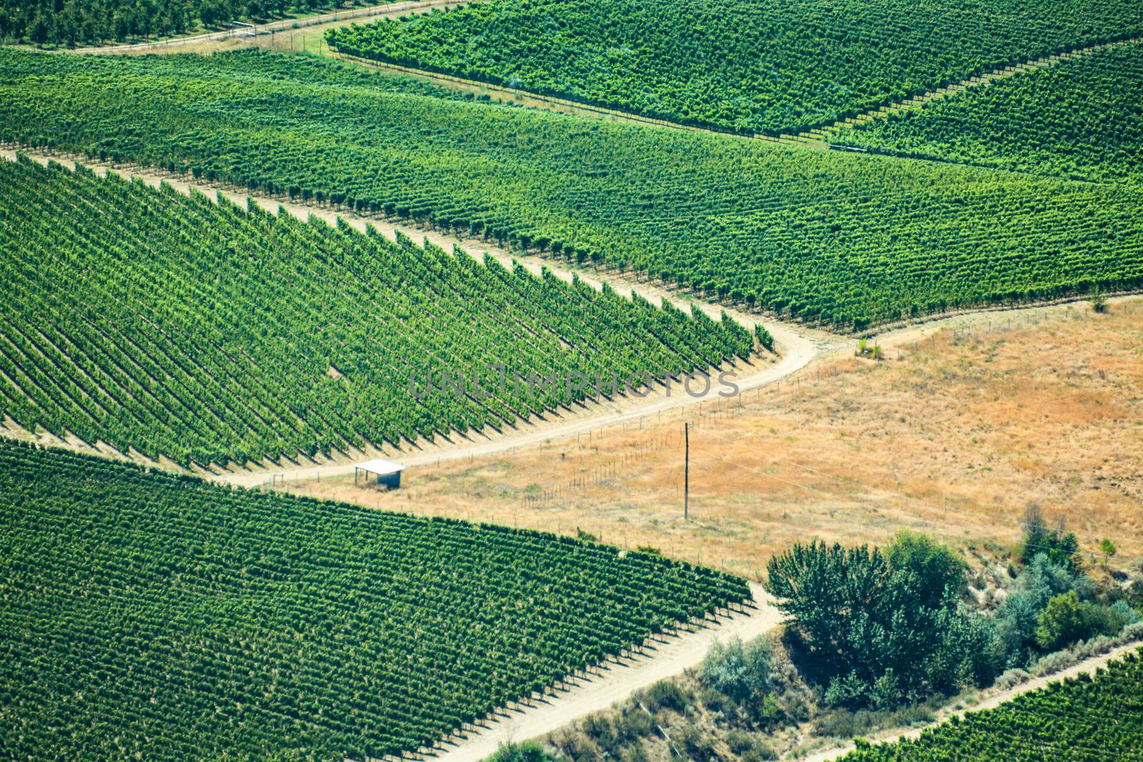 Farm lands landscape in Okanagan valley on summer day