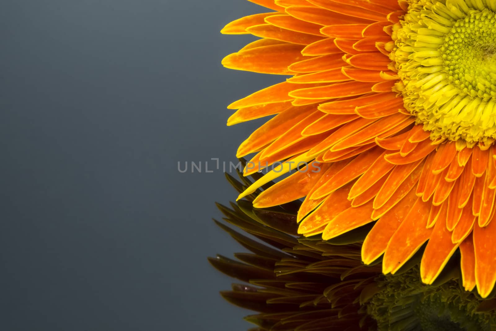 orange flower isolated by Nawoot