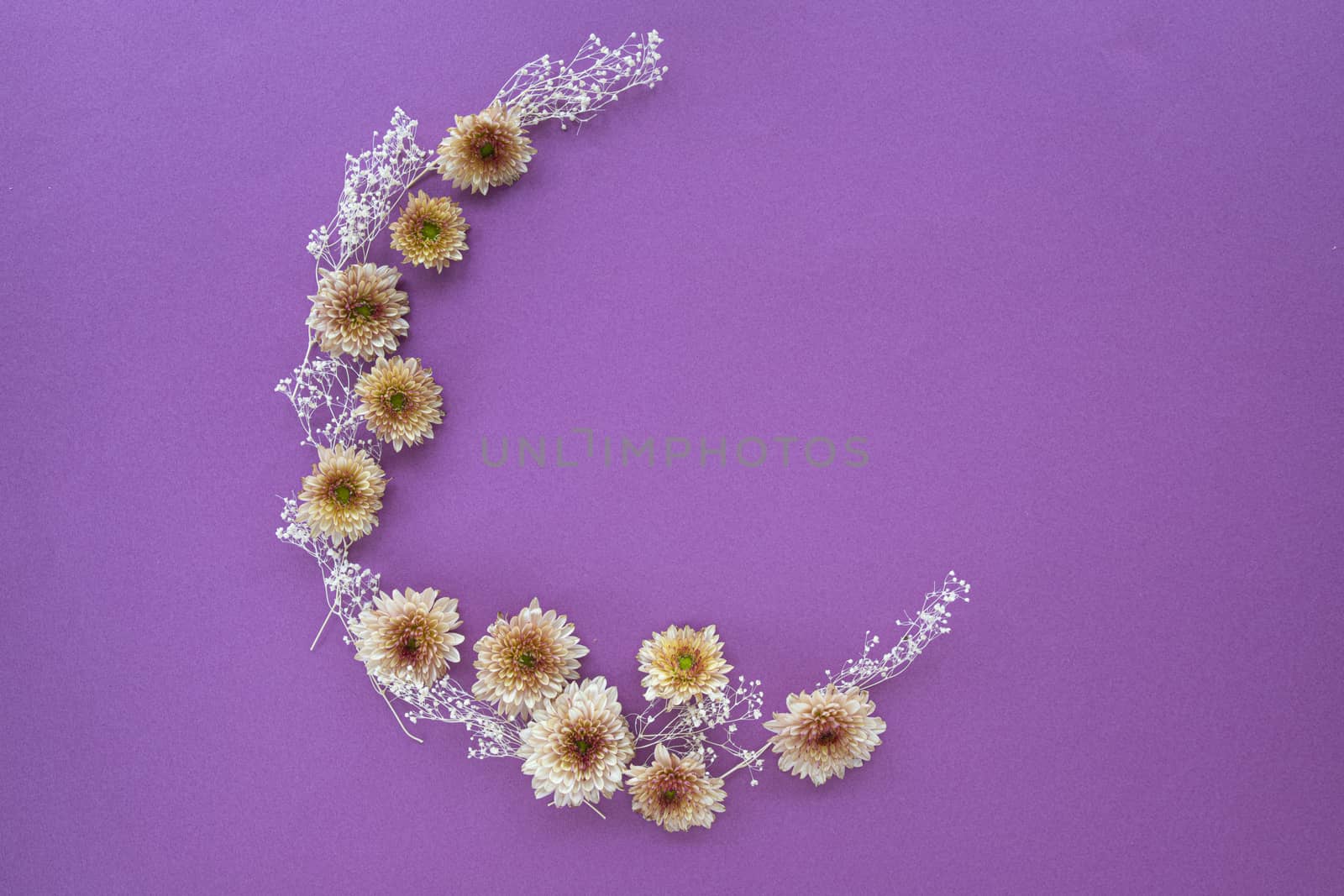 Beautiful mums and tiny white dried flowers in crescent shape frame pattern. Purple background. Top view with copy space. Mock up autumn flowers concept.