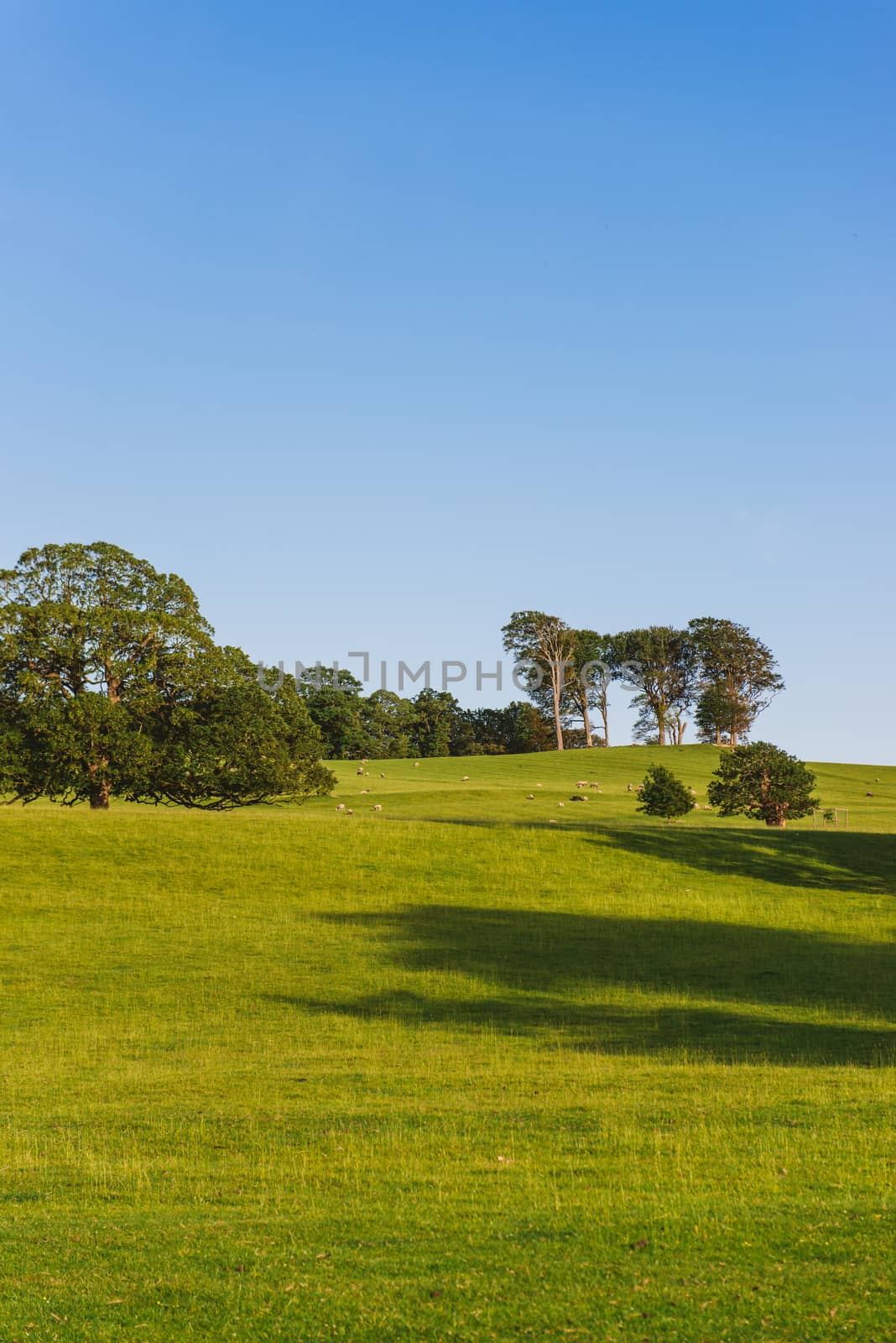 The open parkland of Dallam Park on a sunny evening Milnthorpe, Cumbria, England by paddythegolfer