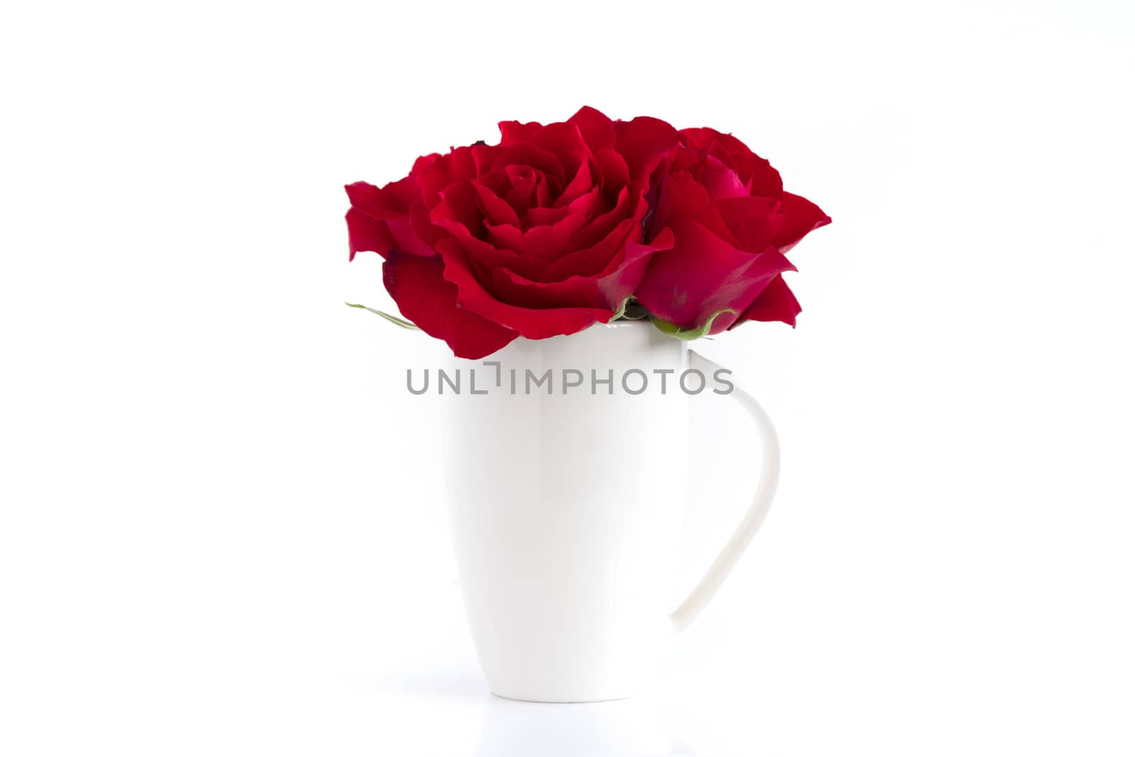 Blooming red roses in a white vase, isolated on white background.