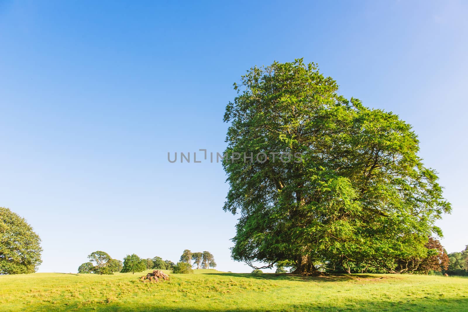 The open parkland of Dallam Park on a sunny evening Milnthorpe, Cumbria, England by paddythegolfer