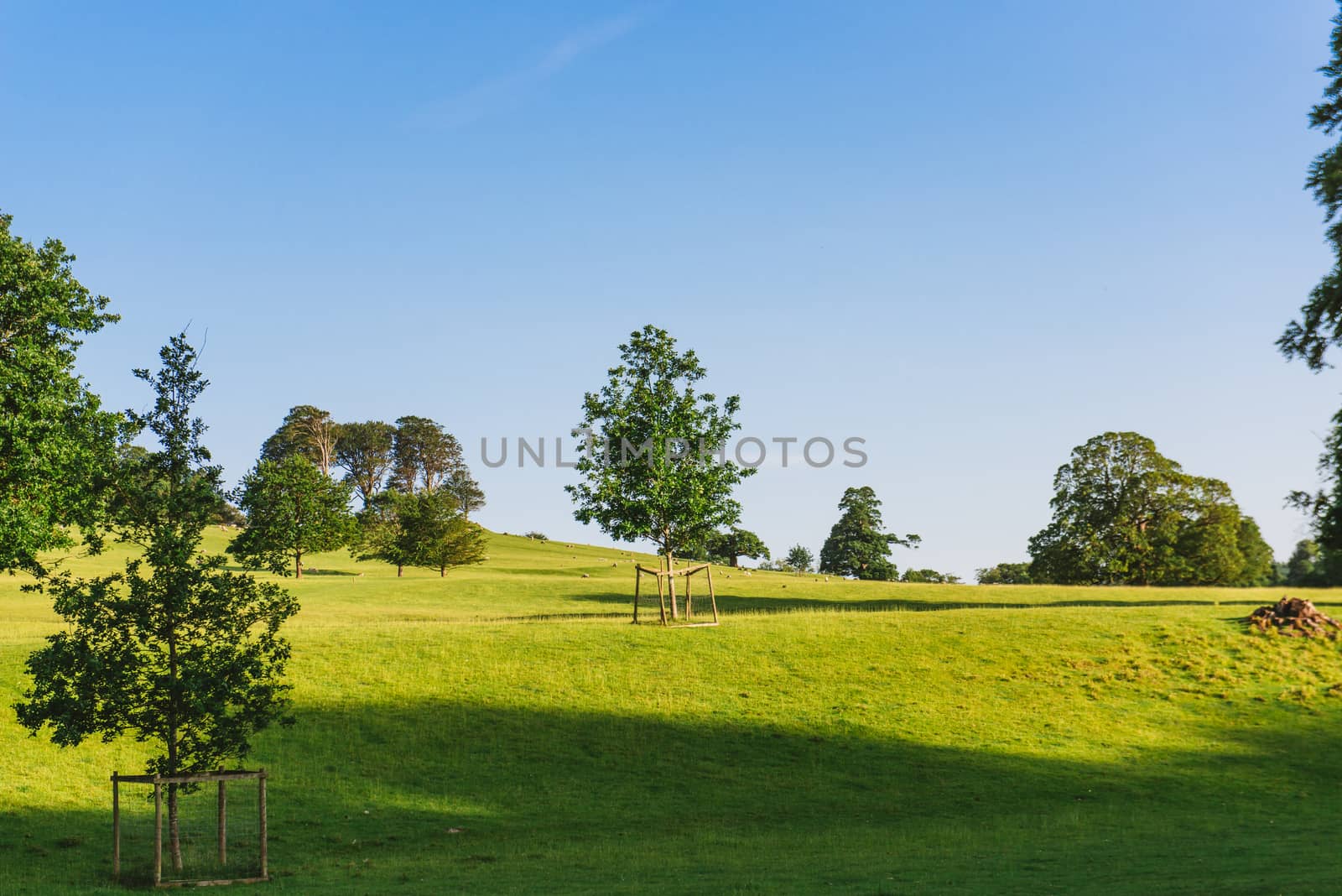 The open parkland of Dallam Park on a sunny evening Milnthorpe, Cumbria, England by paddythegolfer