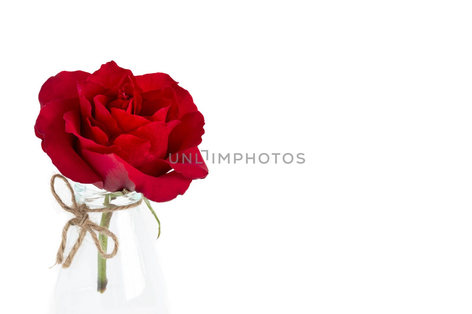 Single blooming red rose by Nawoot
