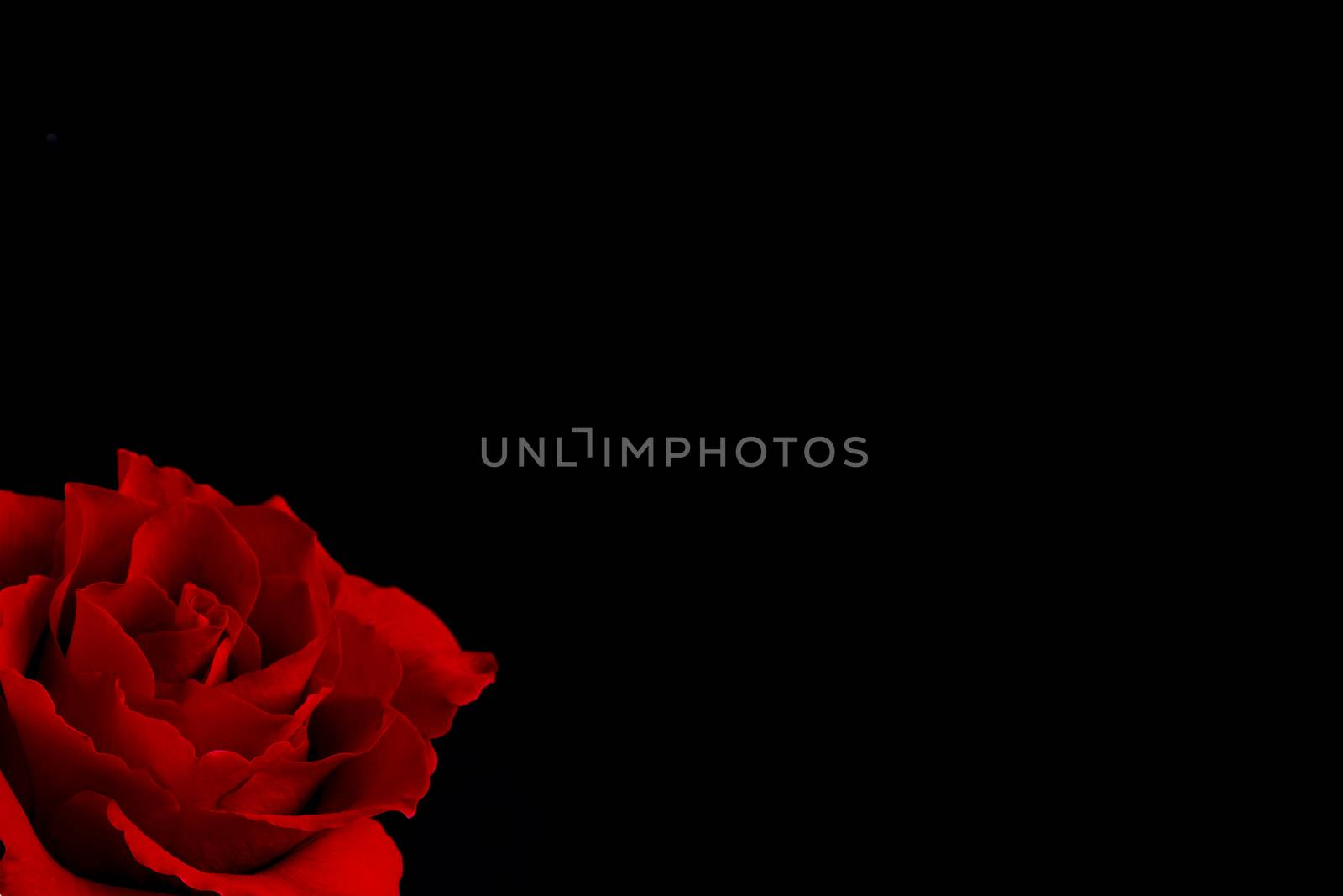 A single blooming beautiful red rose. Closeup on dark background with copy space.