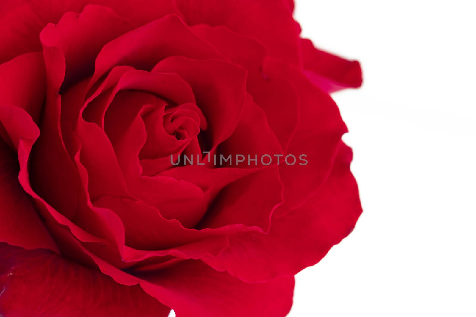 A single blooming red rose by Nawoot