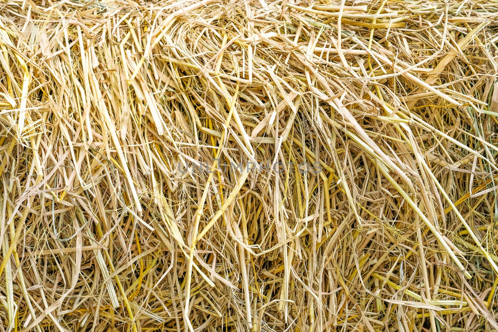 Golden straw background. Texture and abstract background