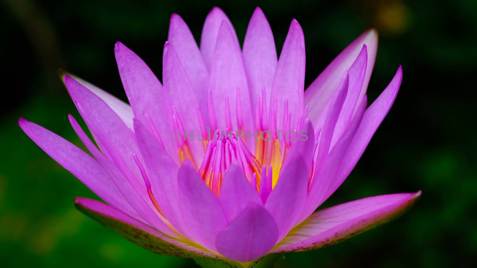 a lovely pink lotus blooming in the morning sun