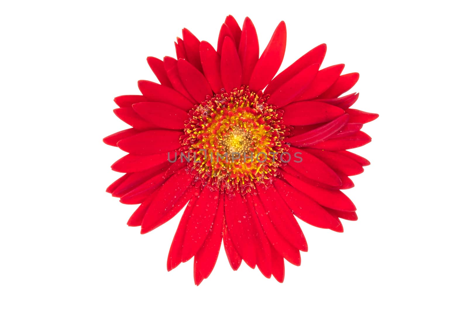 a beautiful red flower in bloom, isolated on white backgroud