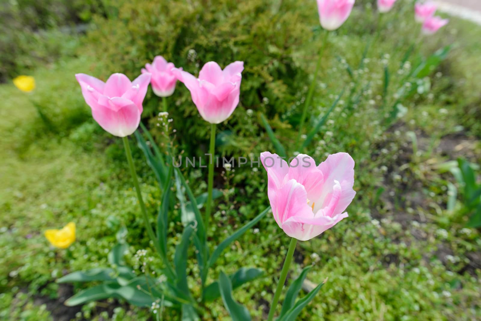 A delicate pink tulip under the warm spring sun