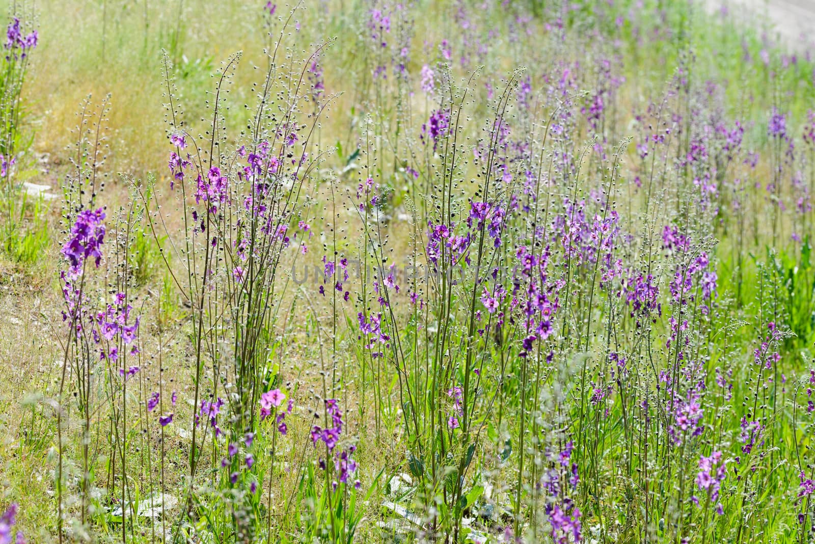 Verbascum Phoeniceum in the Meadow by MaxalTamor