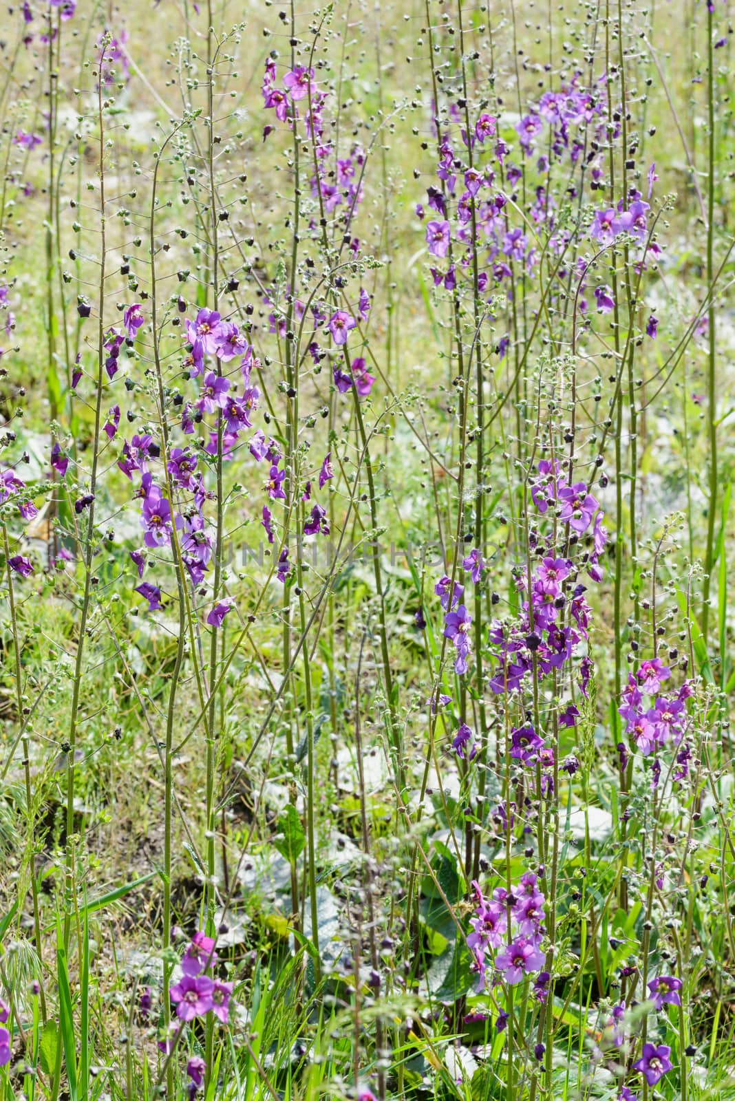 Verbascum Phoeniceum in the Meadow by MaxalTamor