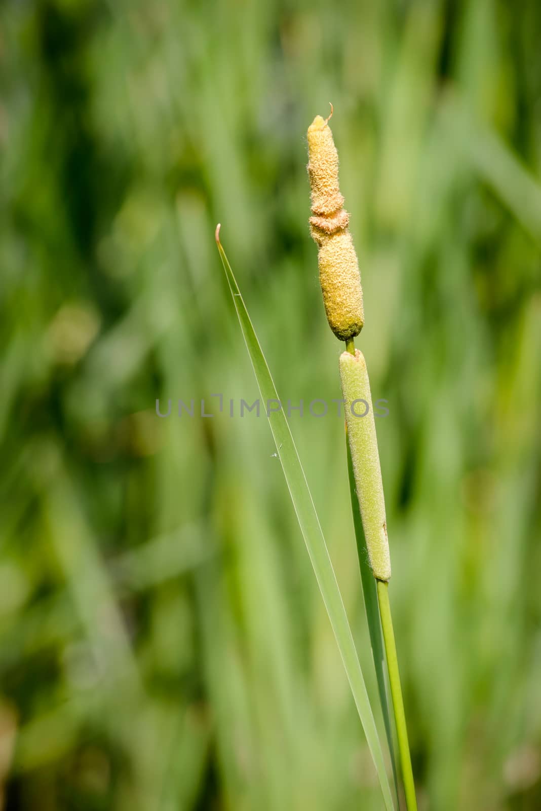 Young Reed's Cattail Detail by MaxalTamor