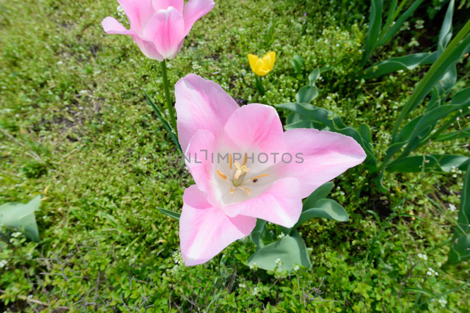 A delicate pink tulip hosting an Anthrenus scrophulariae beetle under the warm spring sun