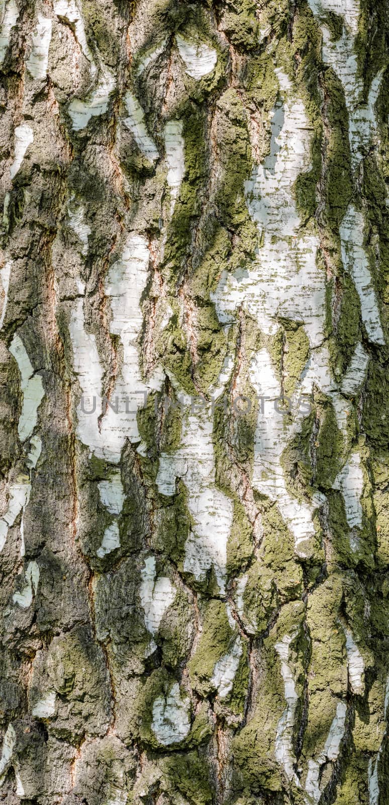 Detail of birch tree bark texture