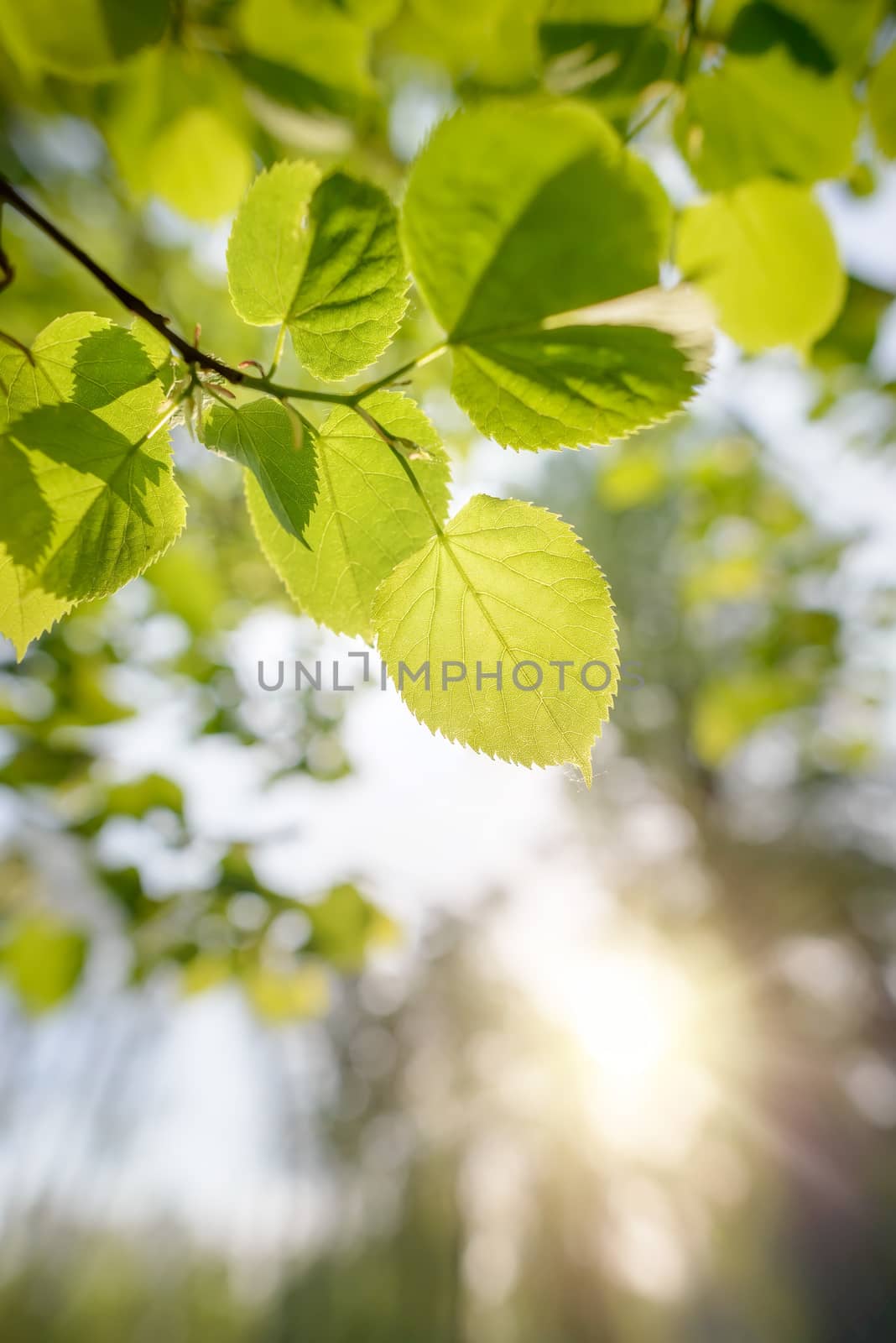 Backlit green transparent leaves of Tilia cordata , also called small-leaved lime. The veins appear under the soft spring sunlight.