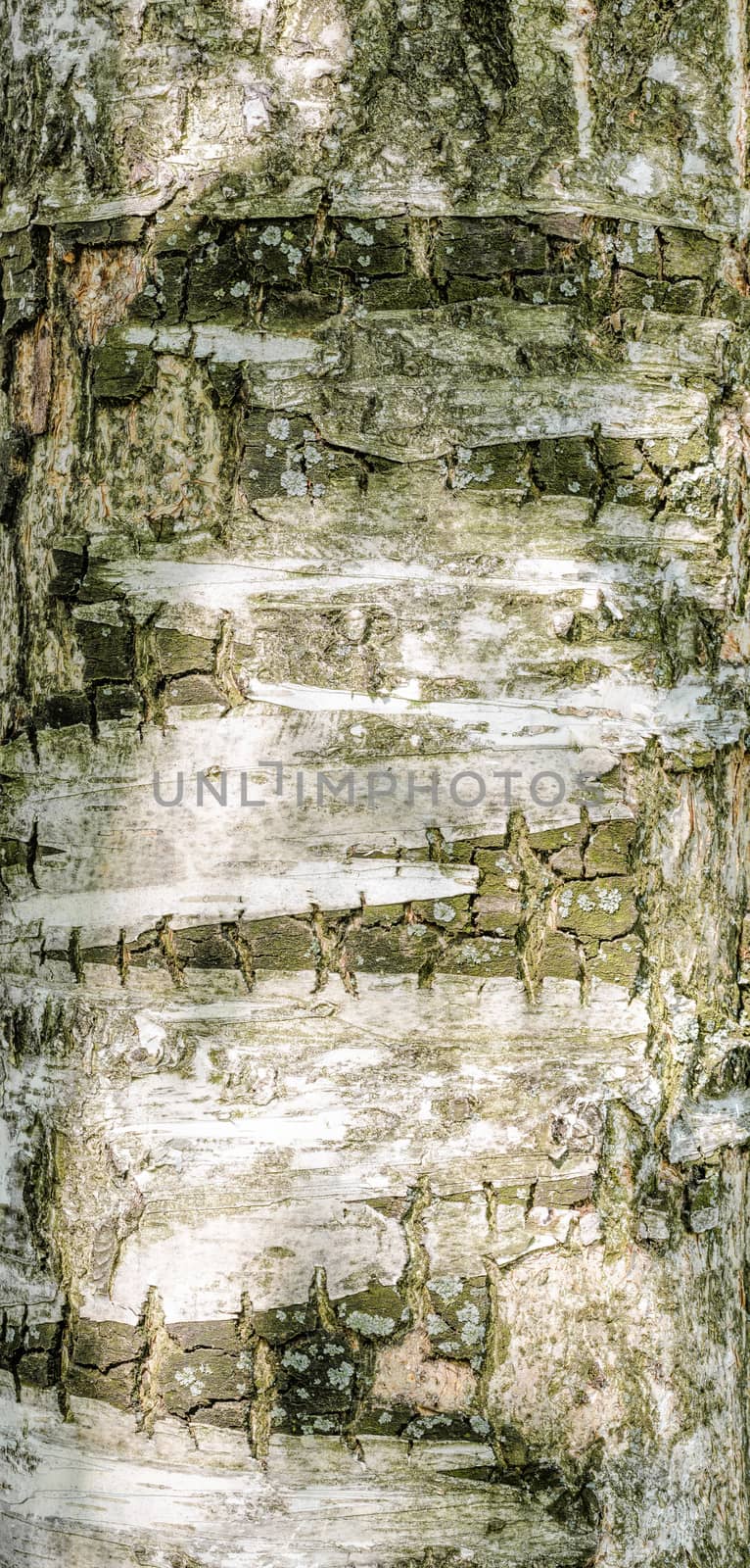 Detail of birch tree bark texture