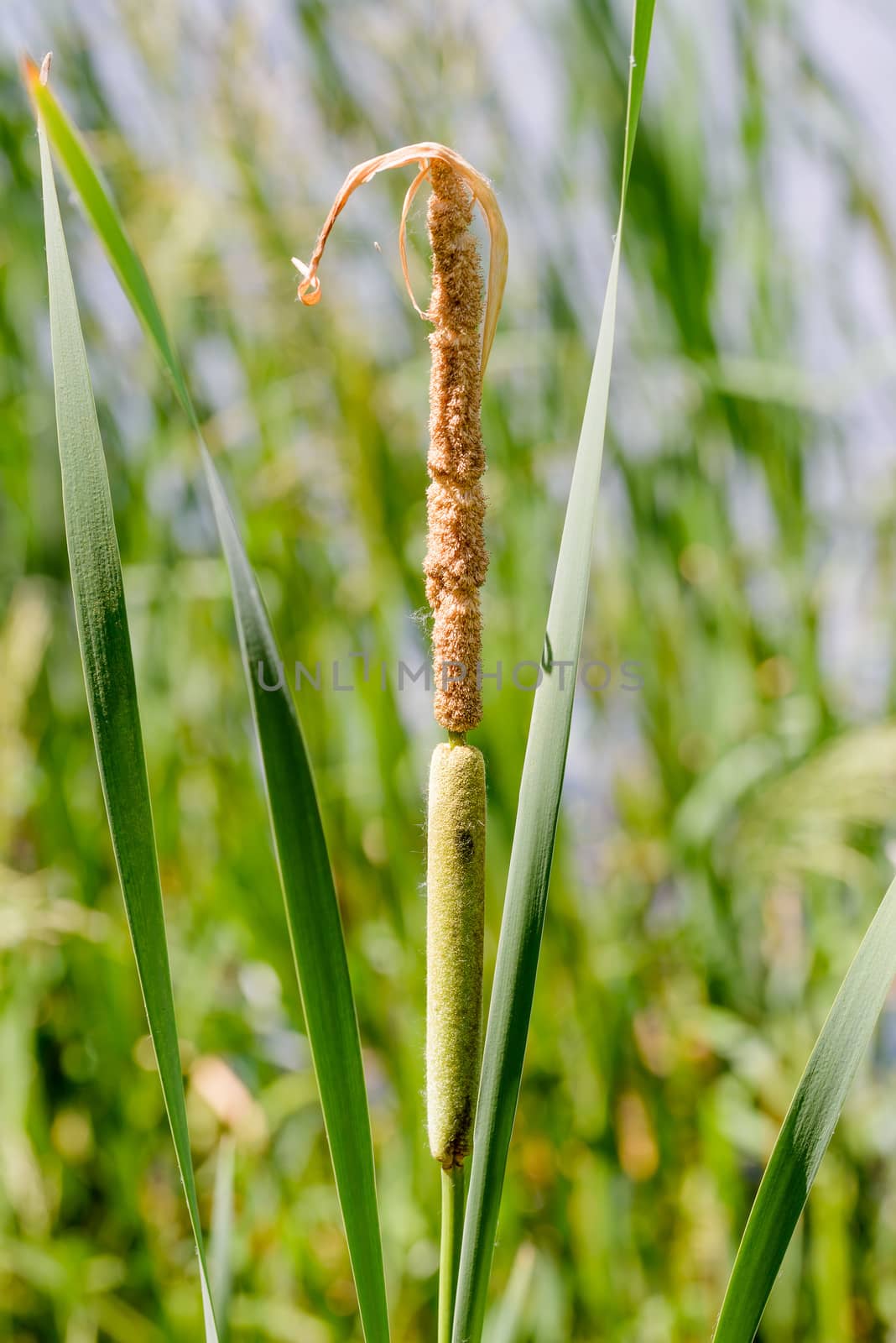 Young Reed's Cattail Detail by MaxalTamor