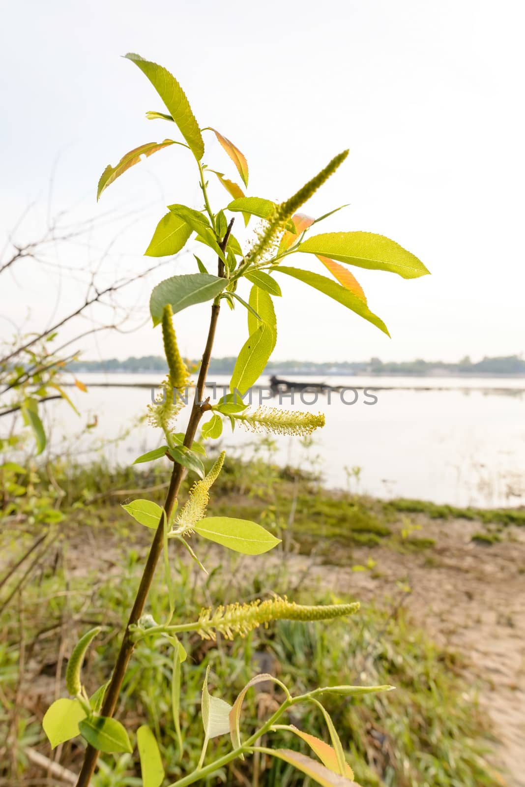 Weeping Willow Close to the River by MaxalTamor