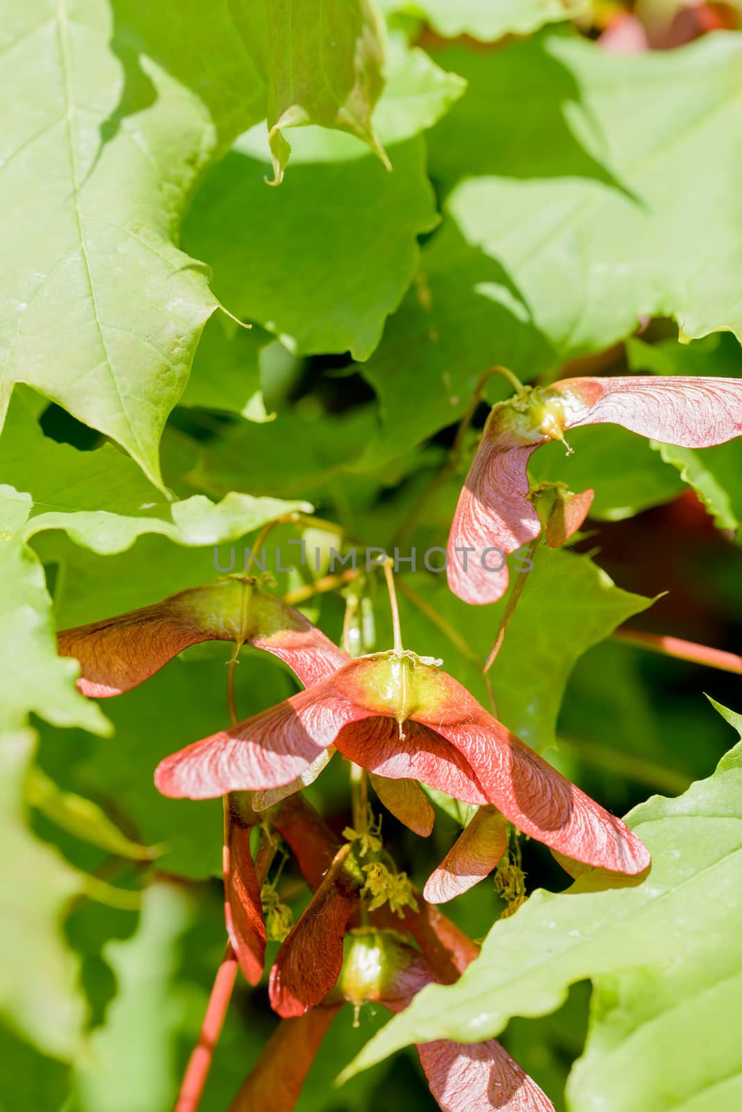 Close up detail of maple tree, Acer circinatum, red samara, on a background of green leaves, illuminated by a strong spring sun