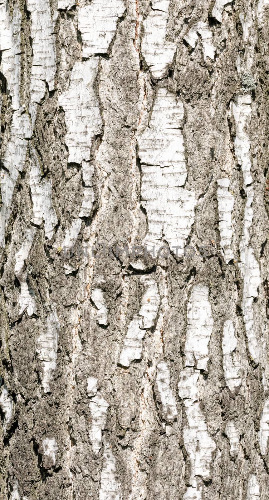 Detail of birch tree bark texture