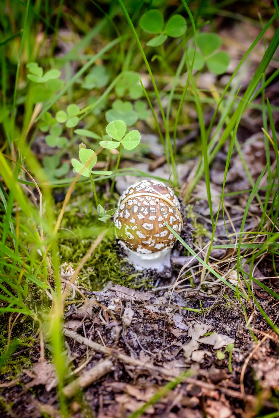 A young Amanita Pantherina, also called panther cap or false blusher, hidden under the autumns leaves in a woods' natural ambient under the warm spring sun