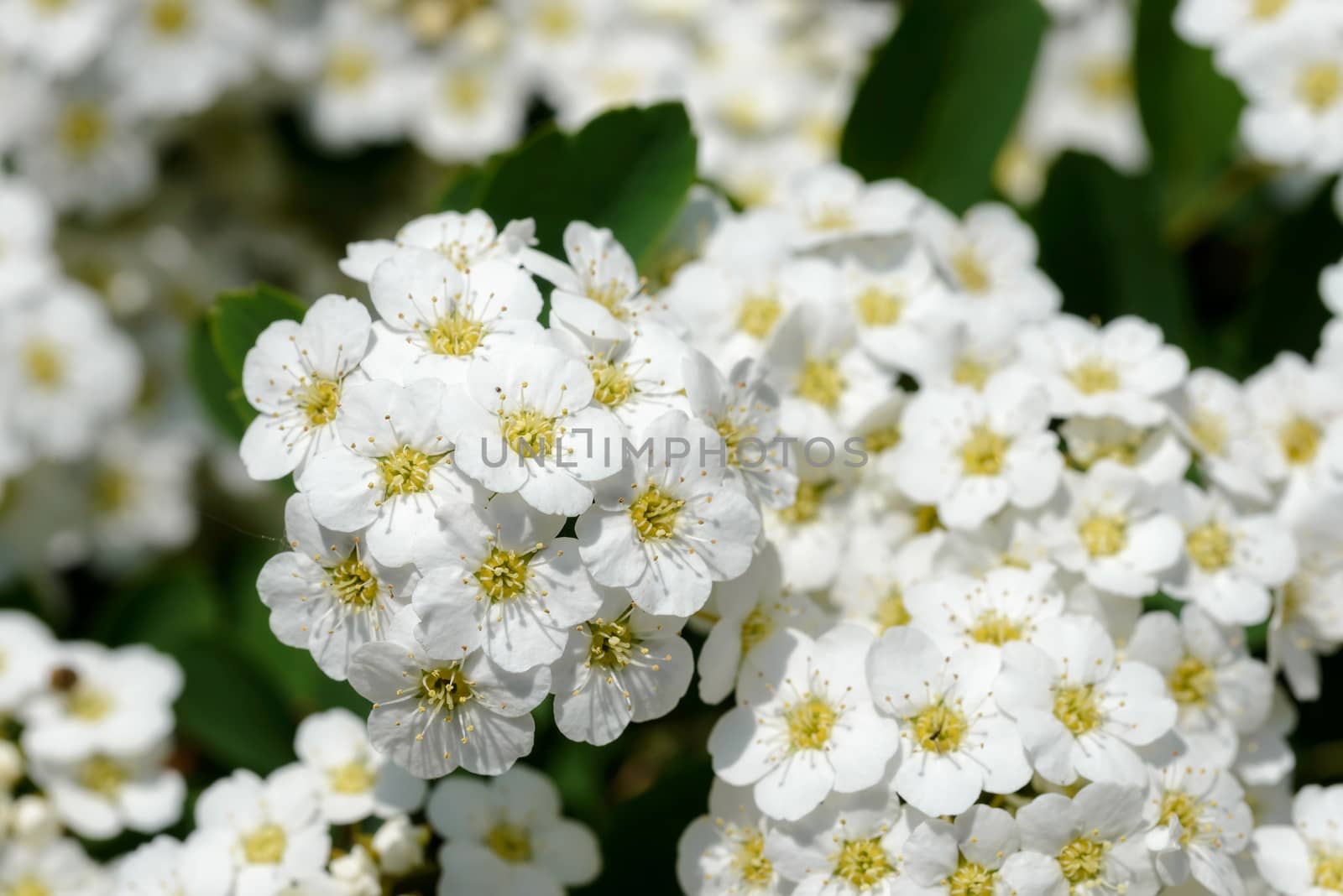 Close up of a spiraea bush showing the details of the soft white flowers under the spring sun